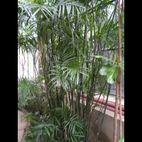 Chamaedorea Seifrizii (fam. Arecacees) (Amerique centrale) (2)